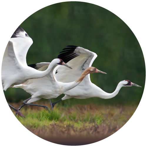 Whooping cranes flying